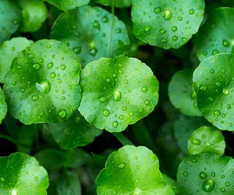 Conoce las propiedades y beneficios de la centella asiática - UMAI Body and World